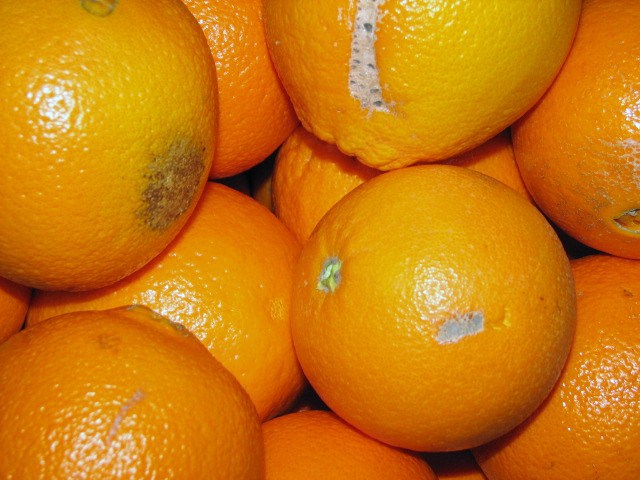 Choice Grade Oranges