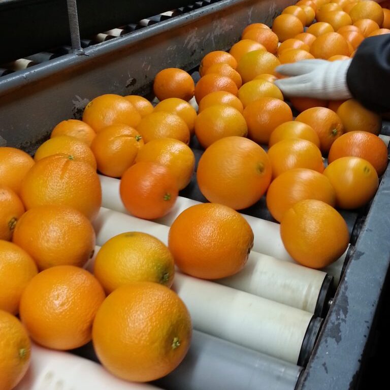 Grading/Sorting Oranges
